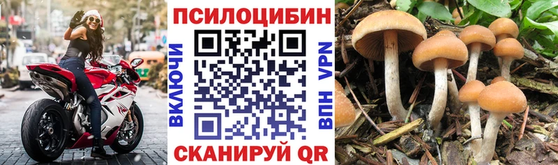 закладка  Сурск  Галлюциногенные грибы прущие грибы 